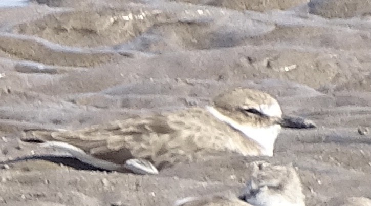Wilson's Plover - ML646215879