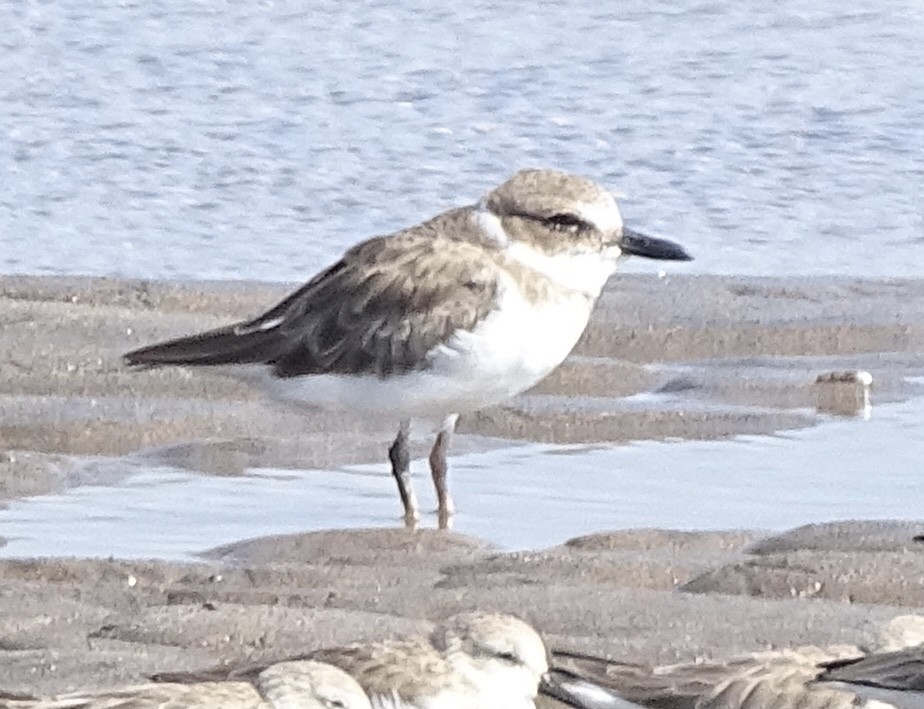 Wilson's Plover - ML646215880