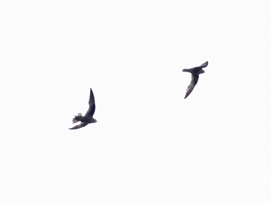 Great Dusky Swift - ML646215881