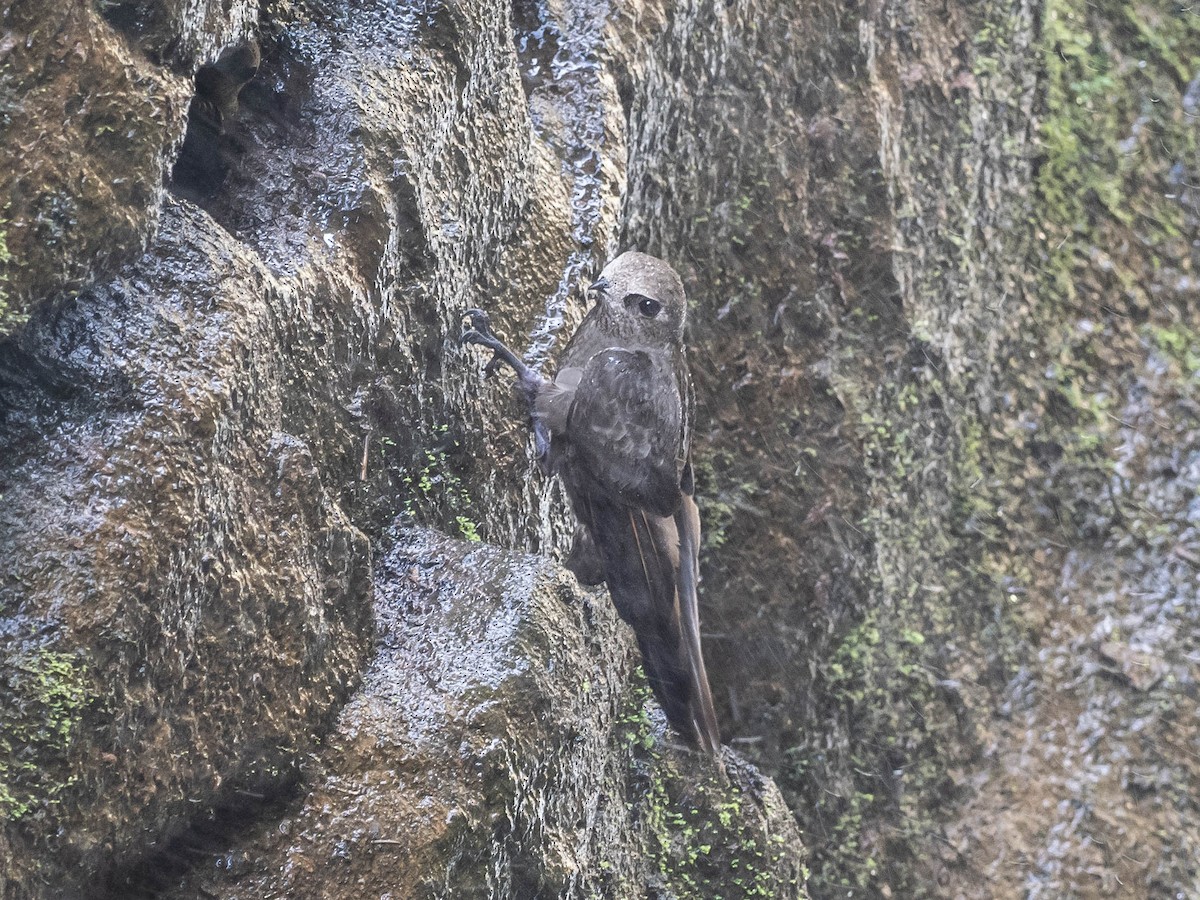 Great Dusky Swift - ML646215882