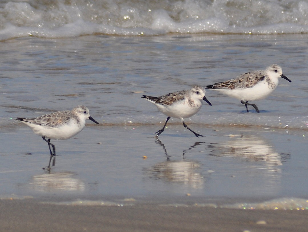 Txirri zuria - ML646215891