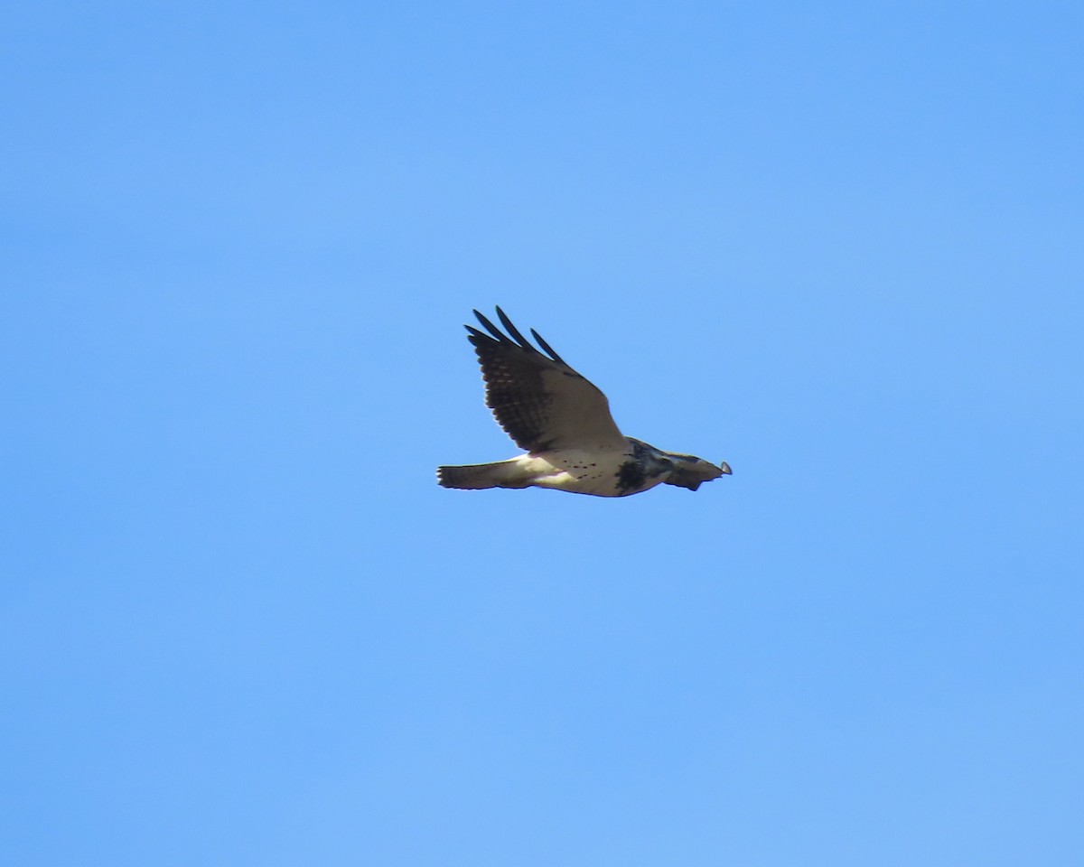 Swainson's Hawk - ML646215893