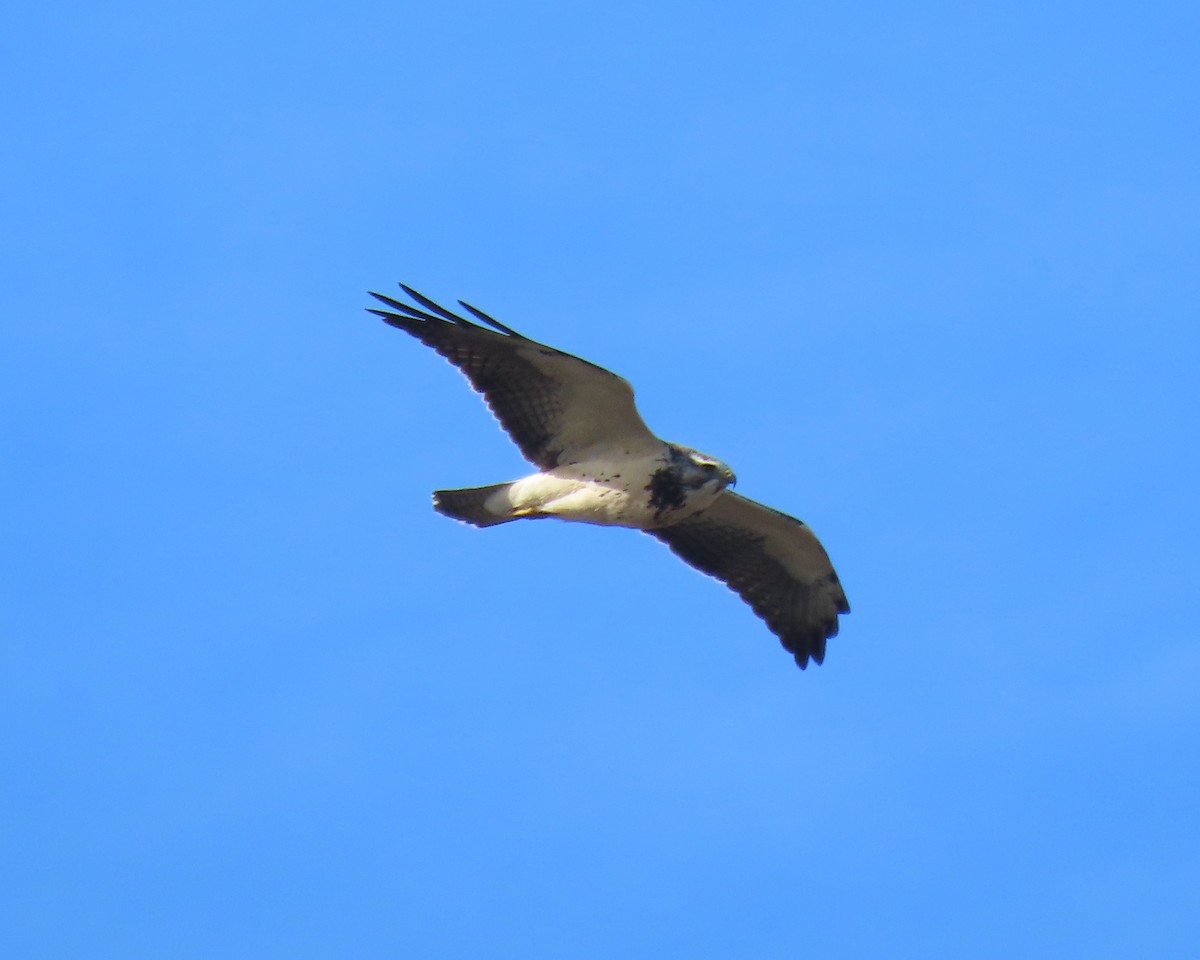 Swainson's Hawk - ML646215894