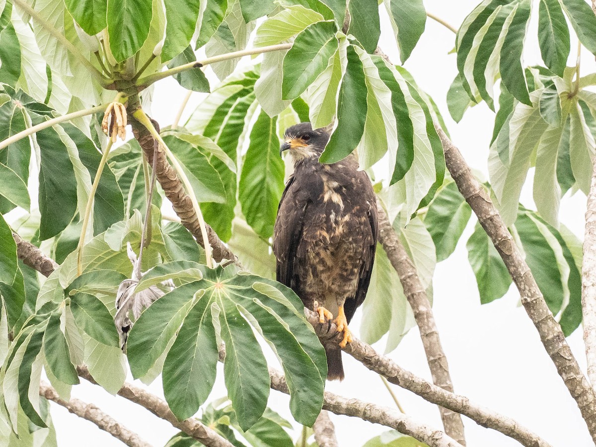 Snail Kite - ML646215900