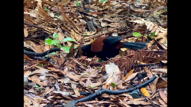 Тіко північний - ML646215905