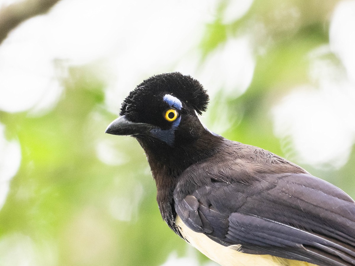 Plush-crested Jay - ML646215911