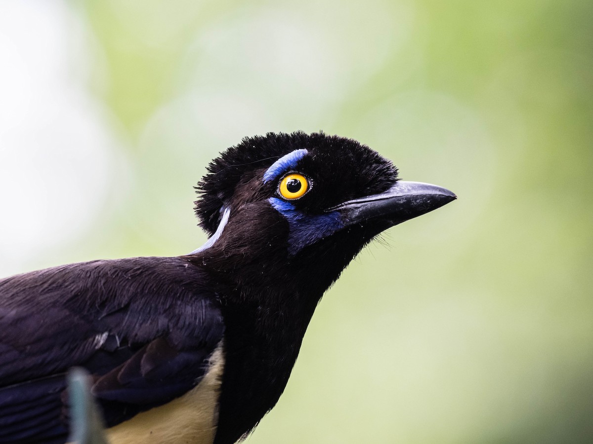 Plush-crested Jay - ML646215912