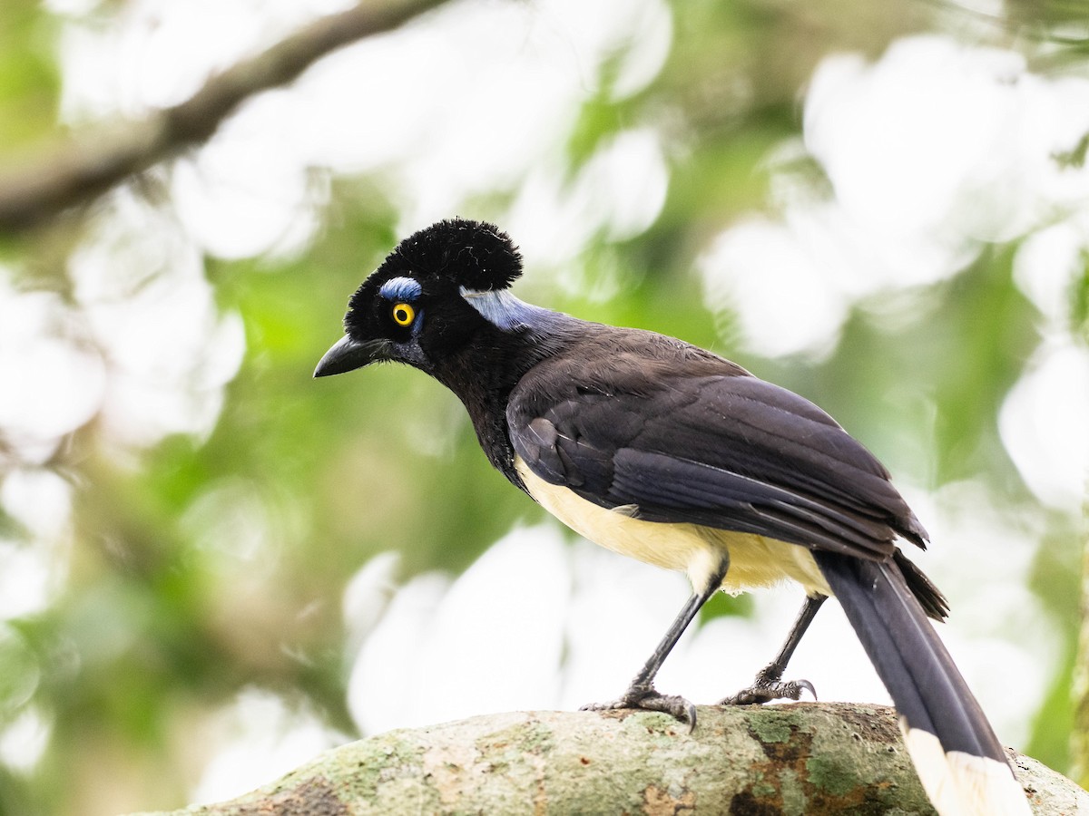 Plush-crested Jay - ML646215913
