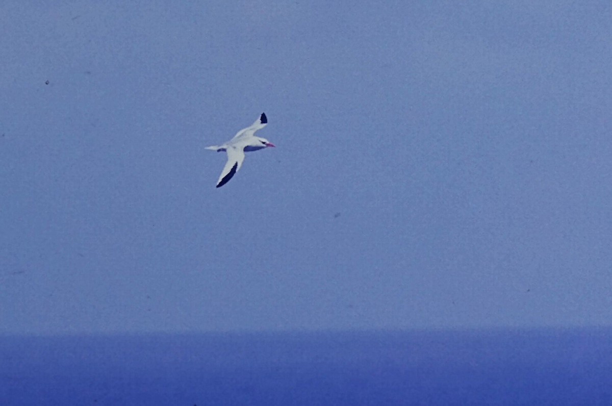 Red-billed Tropicbird - ML646215920