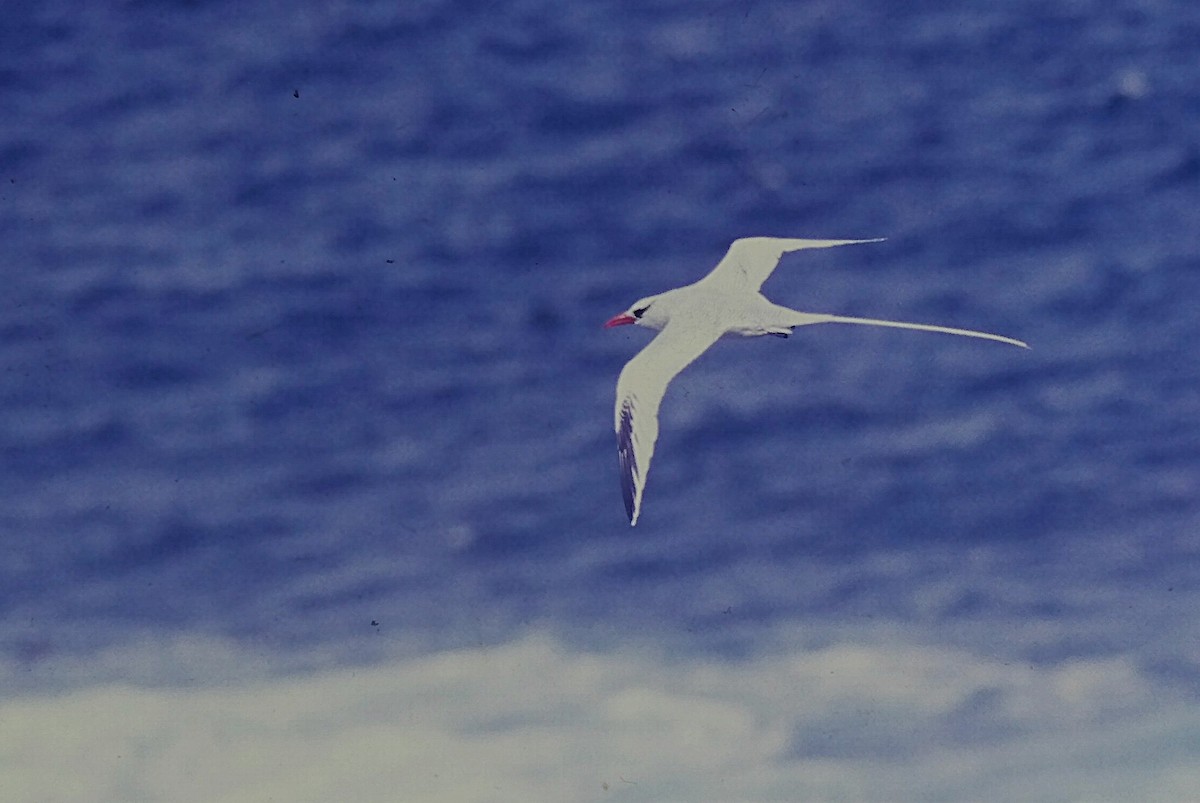 Red-billed Tropicbird - ML646215921