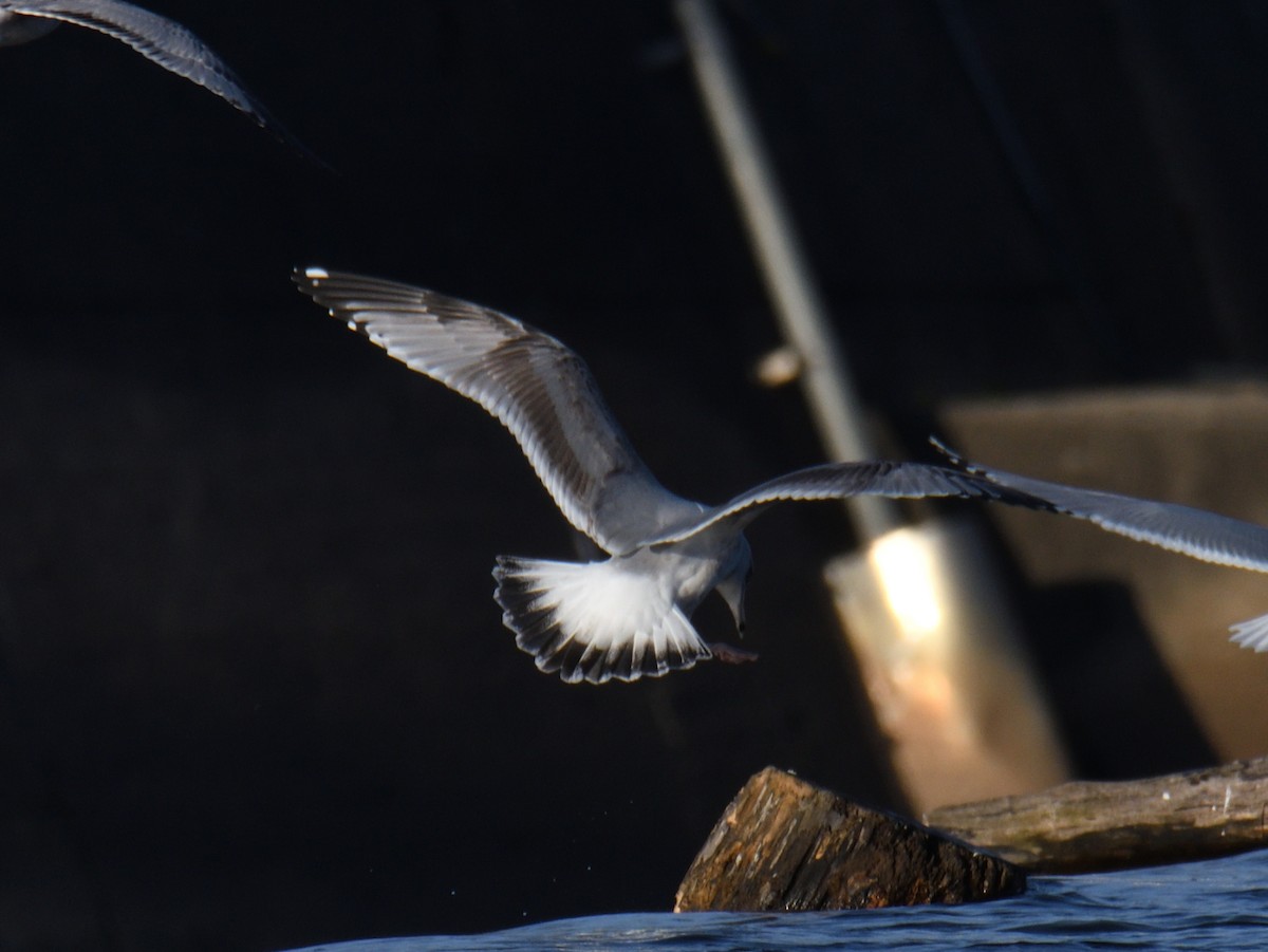 American Herring Gull - ML646215923