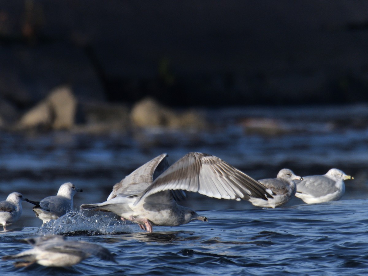 American Herring Gull - ML646215925