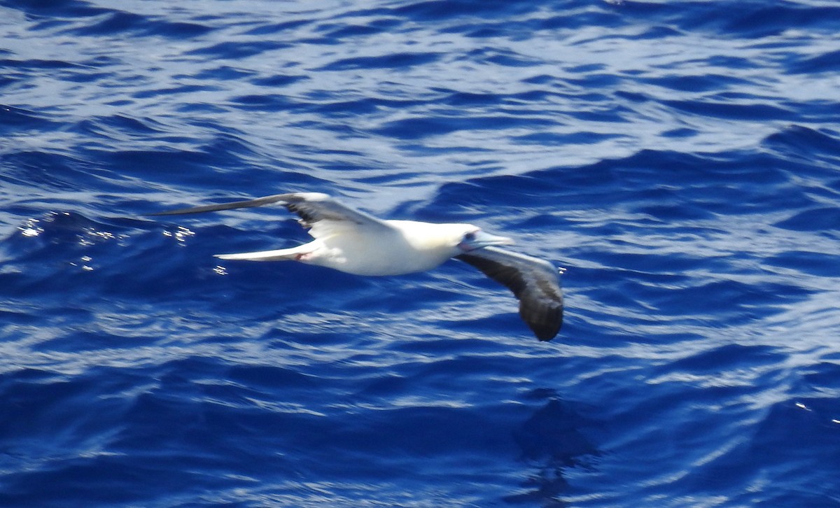 Сула червононога - ML646215929