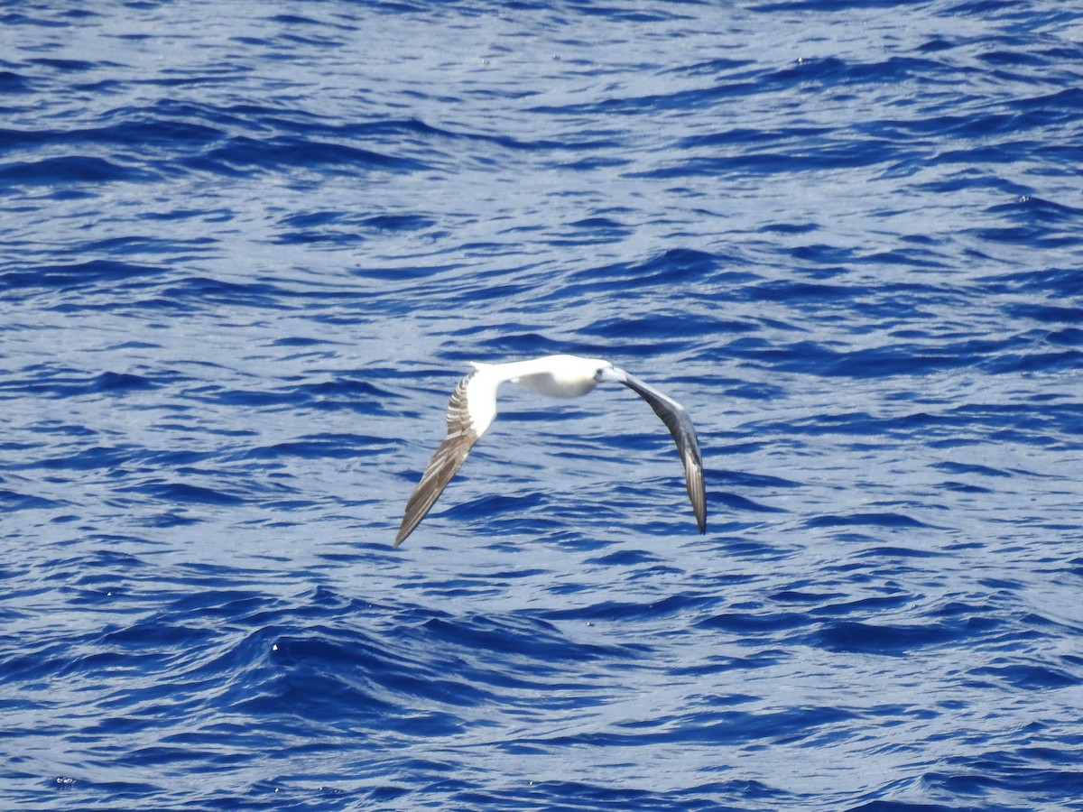 Сула червононога - ML646215930