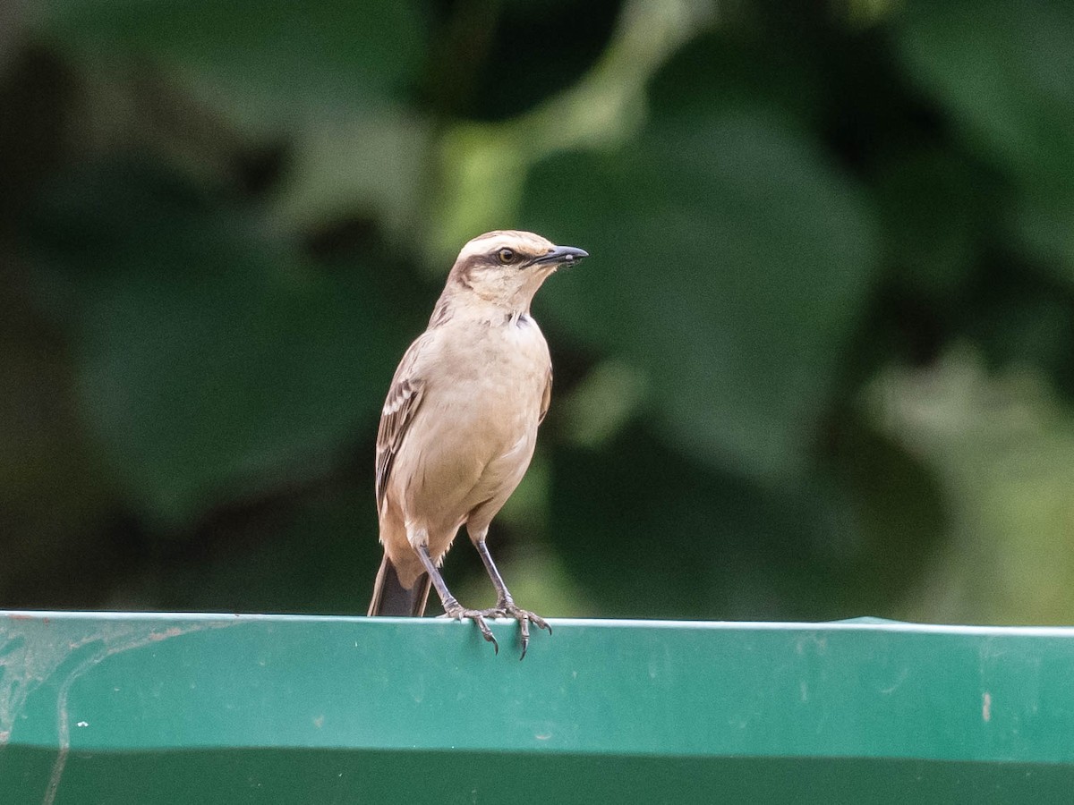 Chalk-browed Mockingbird - ML646215931