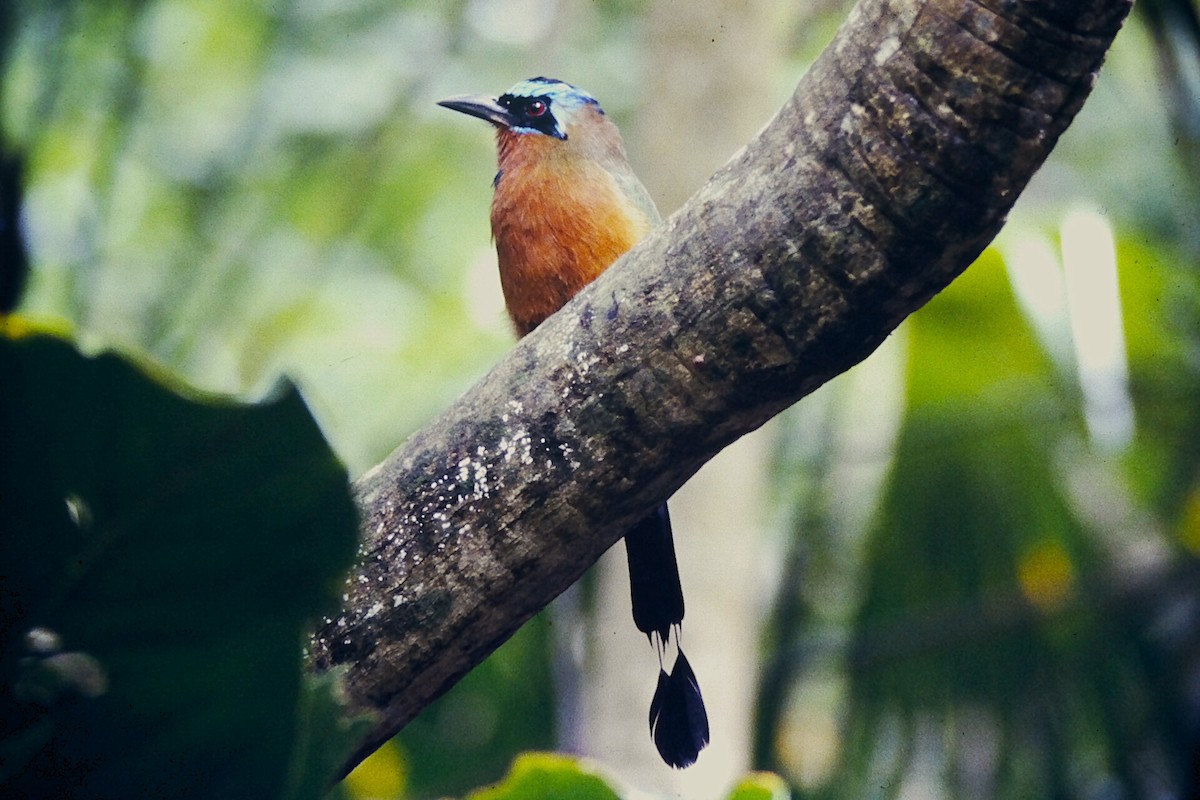 Trinidad Motmot - ML646215935