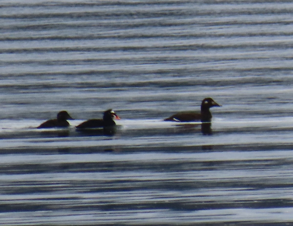 White-winged Scoter - ML646215941