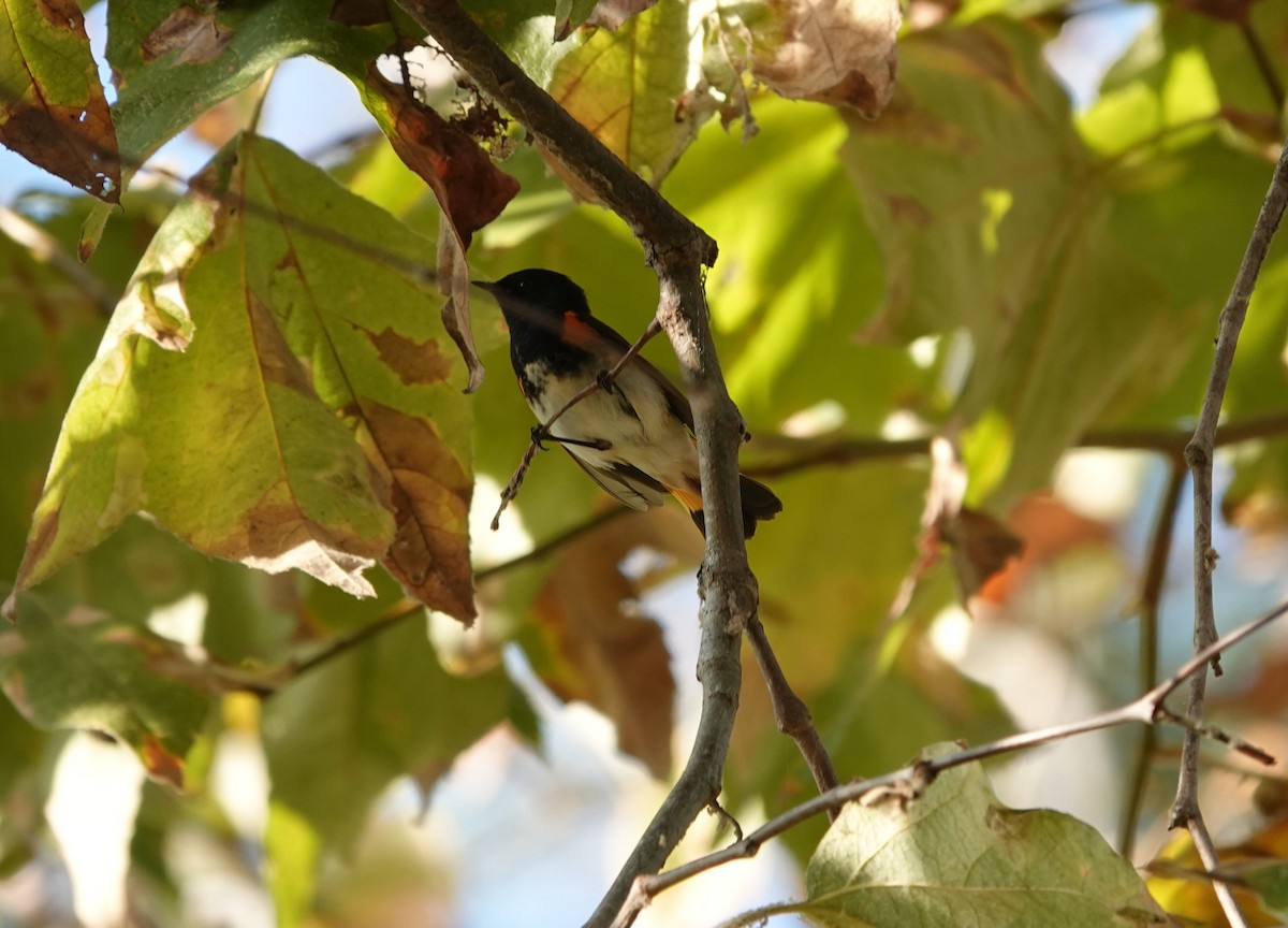 סבכון חכלילי - ML646215944
