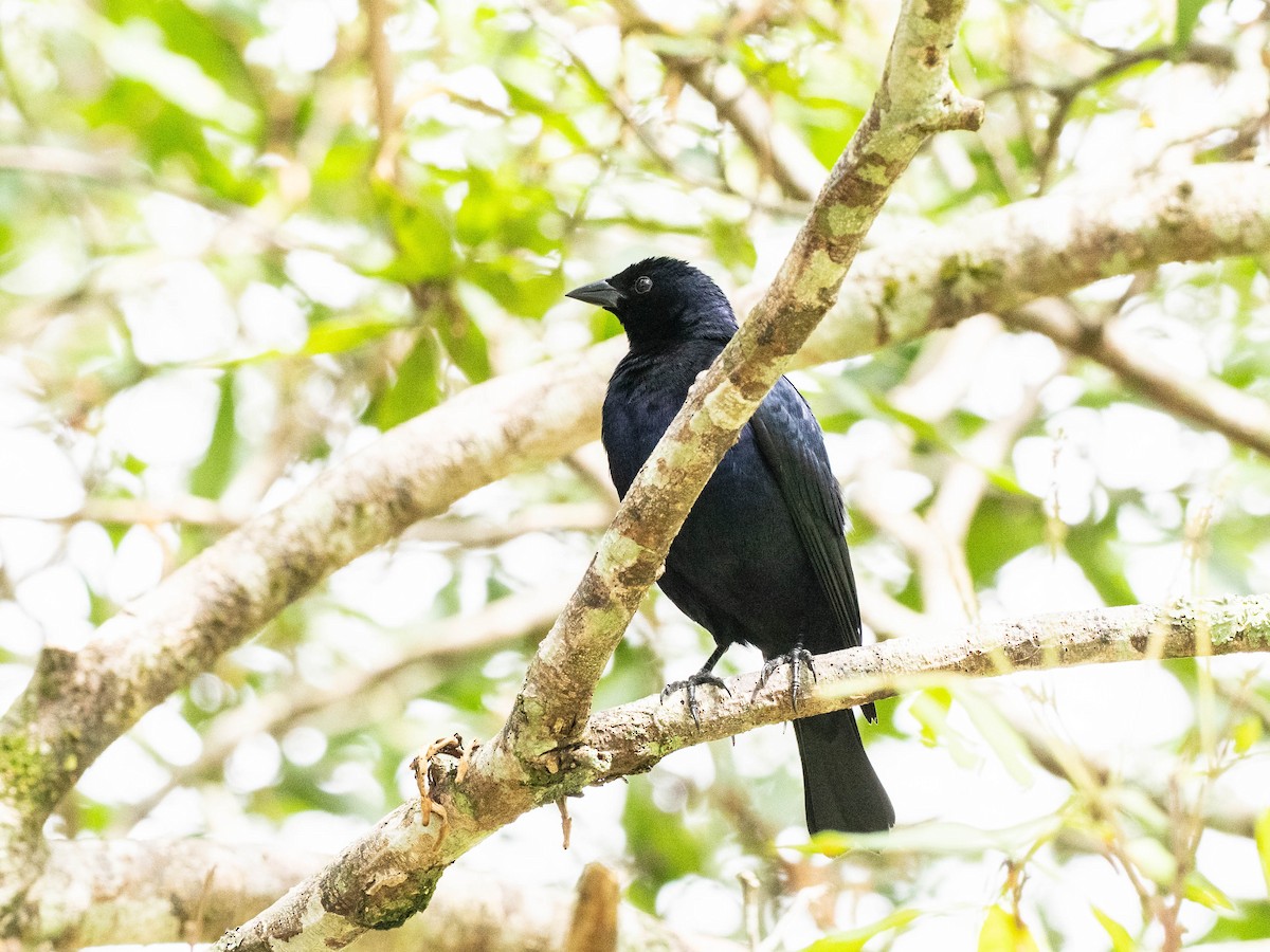 Shiny Cowbird - ML646215952