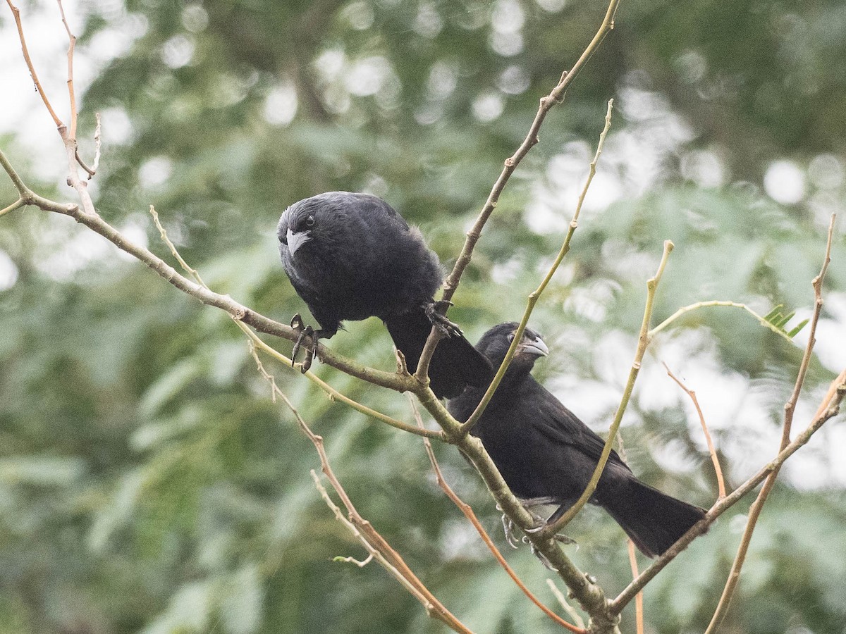 Chopi Blackbird - ML646215955