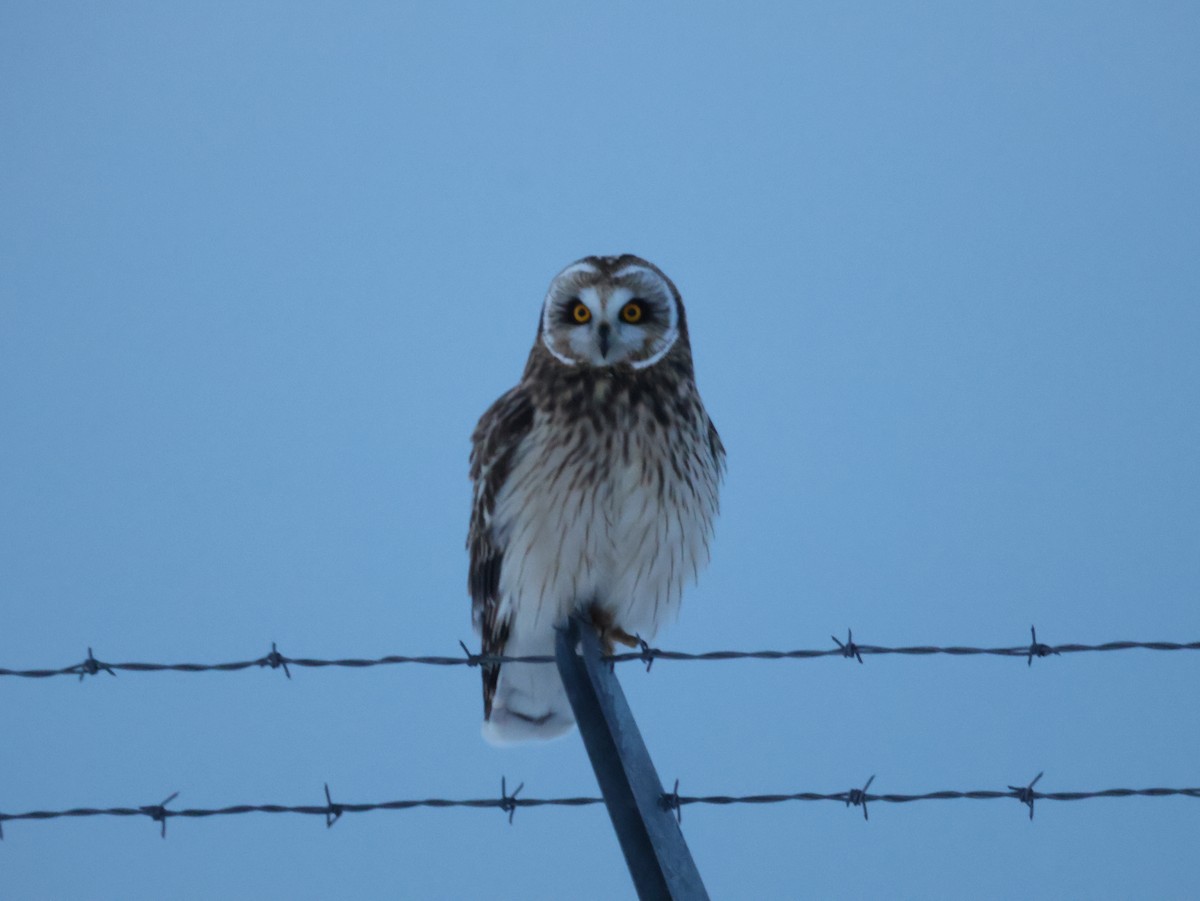 Búho Campestre (Norteño) - ML646215956
