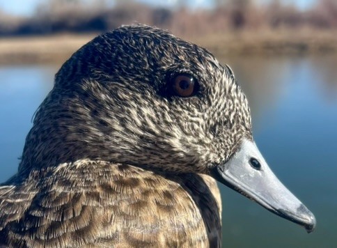 American Wigeon - ML646215961