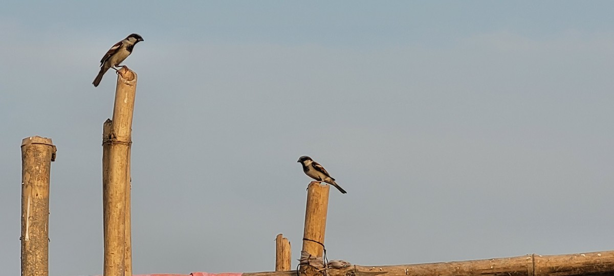 דרור הבית - ML646215964