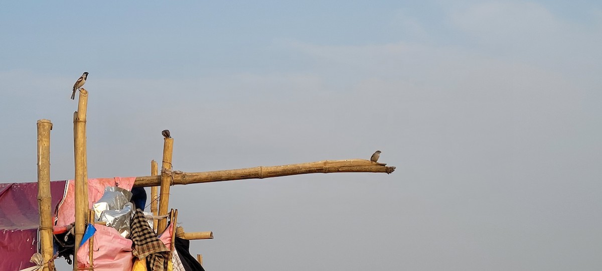 דרור הבית - ML646215965