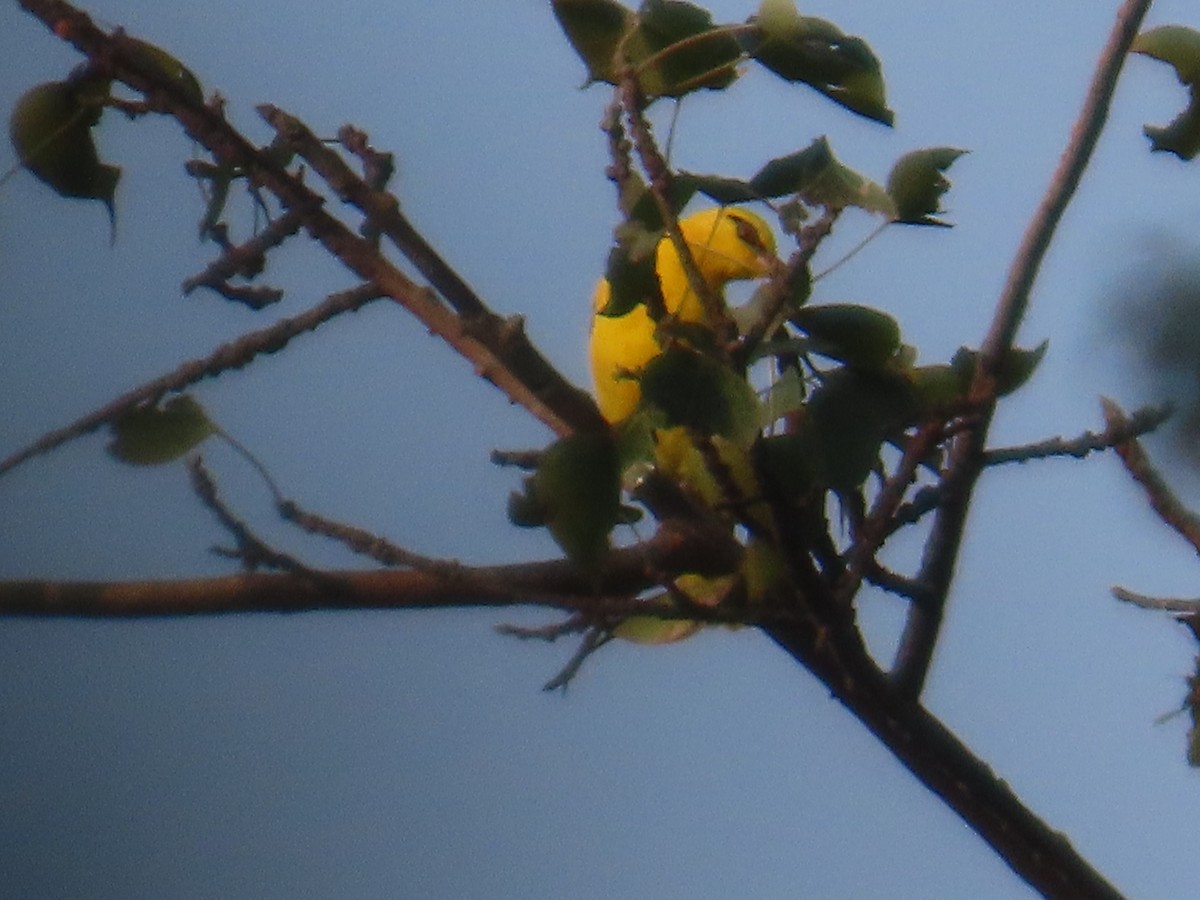 Indian Golden Oriole - ML646215966