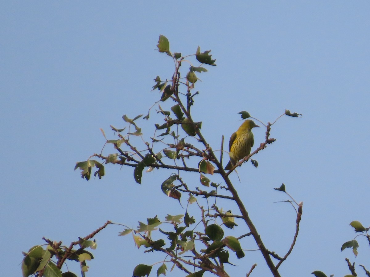 Indian Golden Oriole - ML646215967