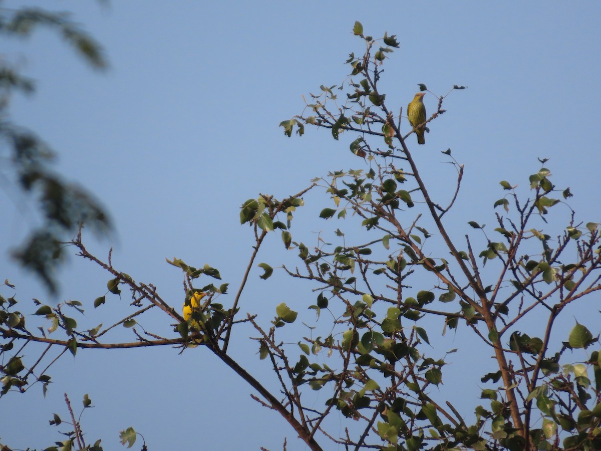 Indian Golden Oriole - ML646215970