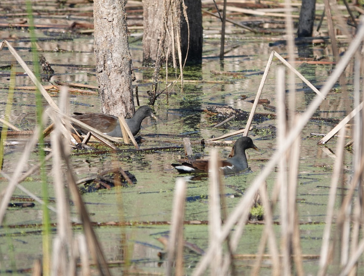 slípka americká - ML646215972