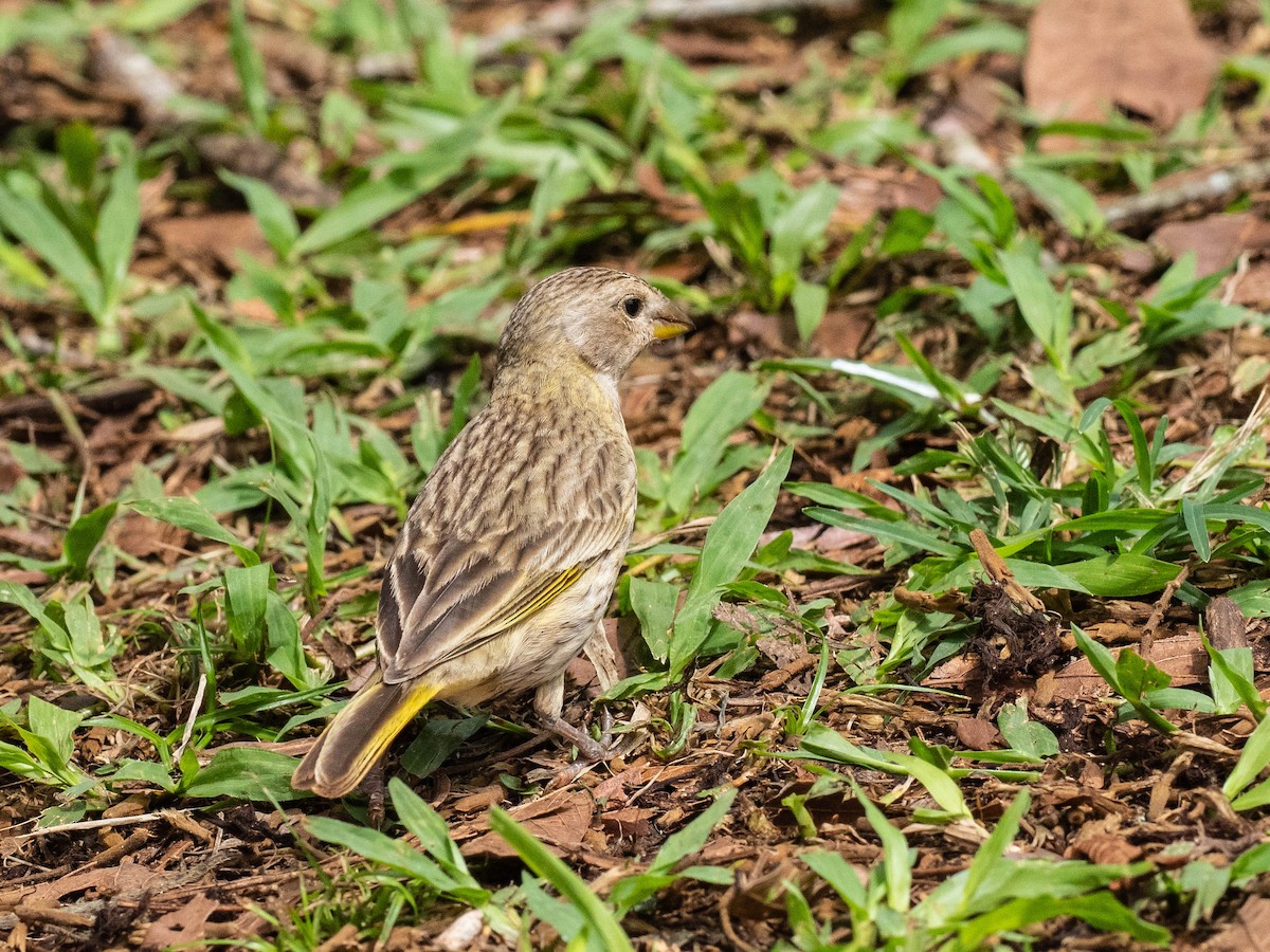 Saffron Finch - ML646215973