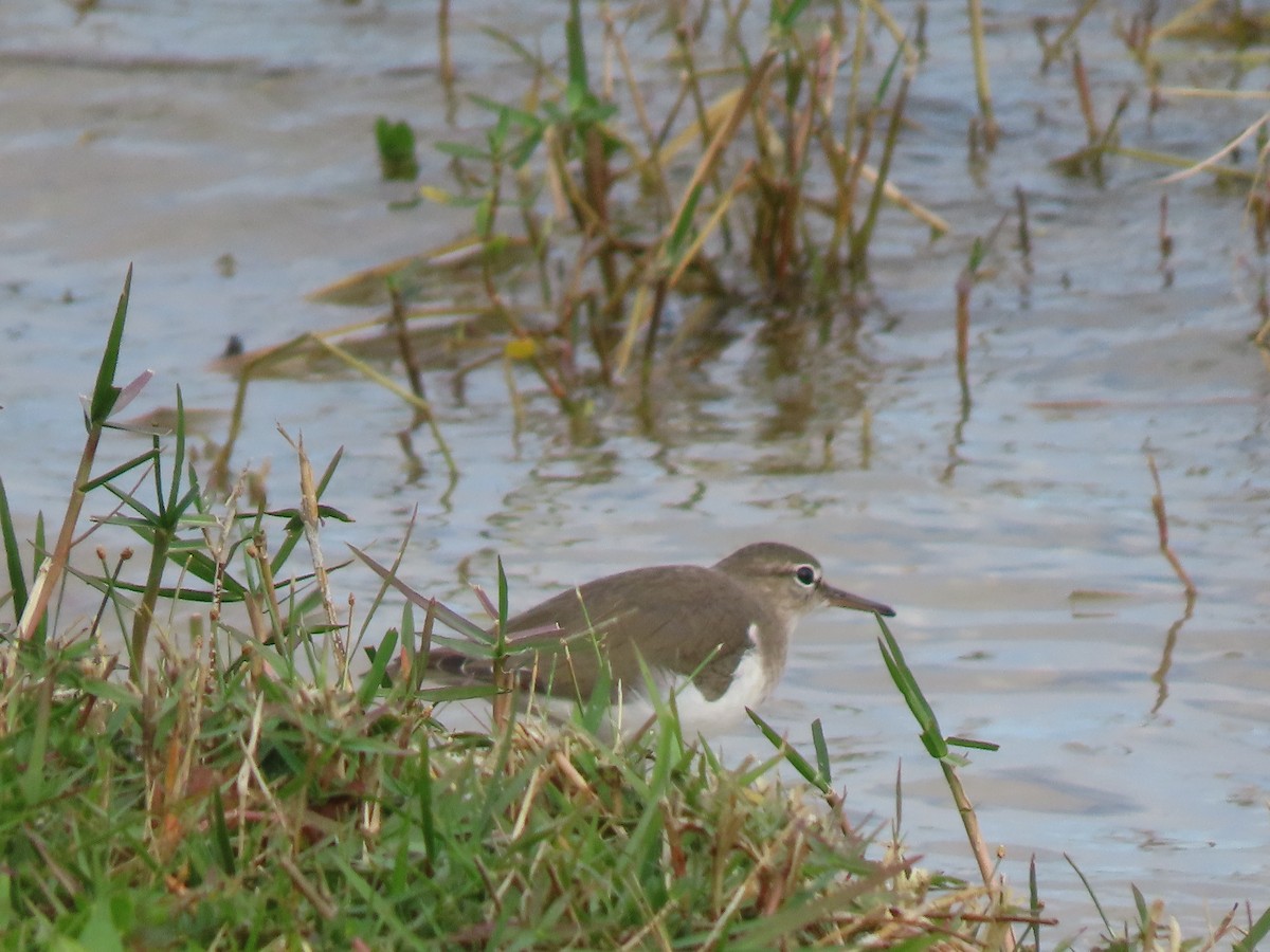 pisík americký - ML646215975