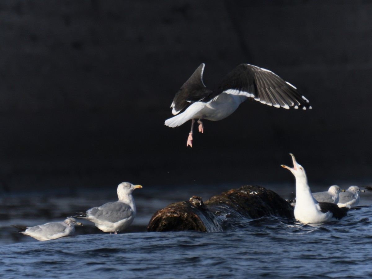 Büyük Kara Sırtlı Martı - ML646215980