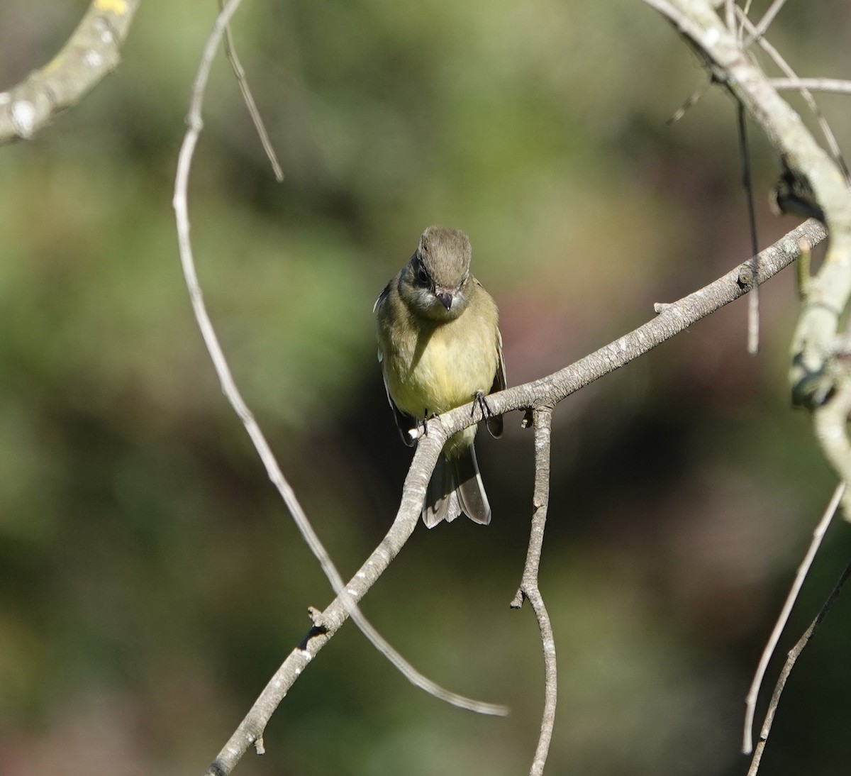 Еловый мухолов - ML646215986