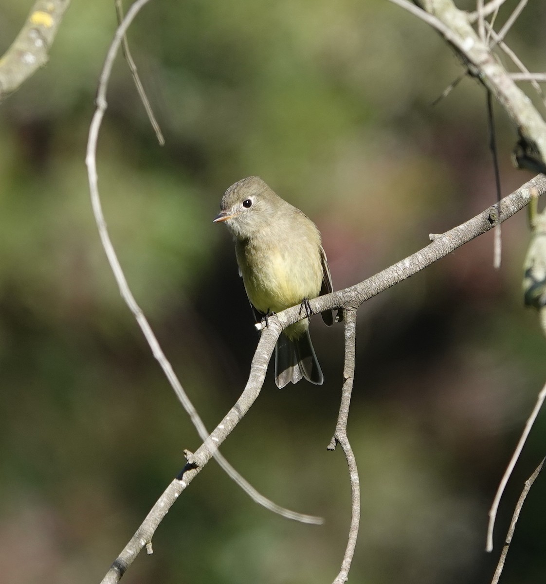 Еловый мухолов - ML646215987