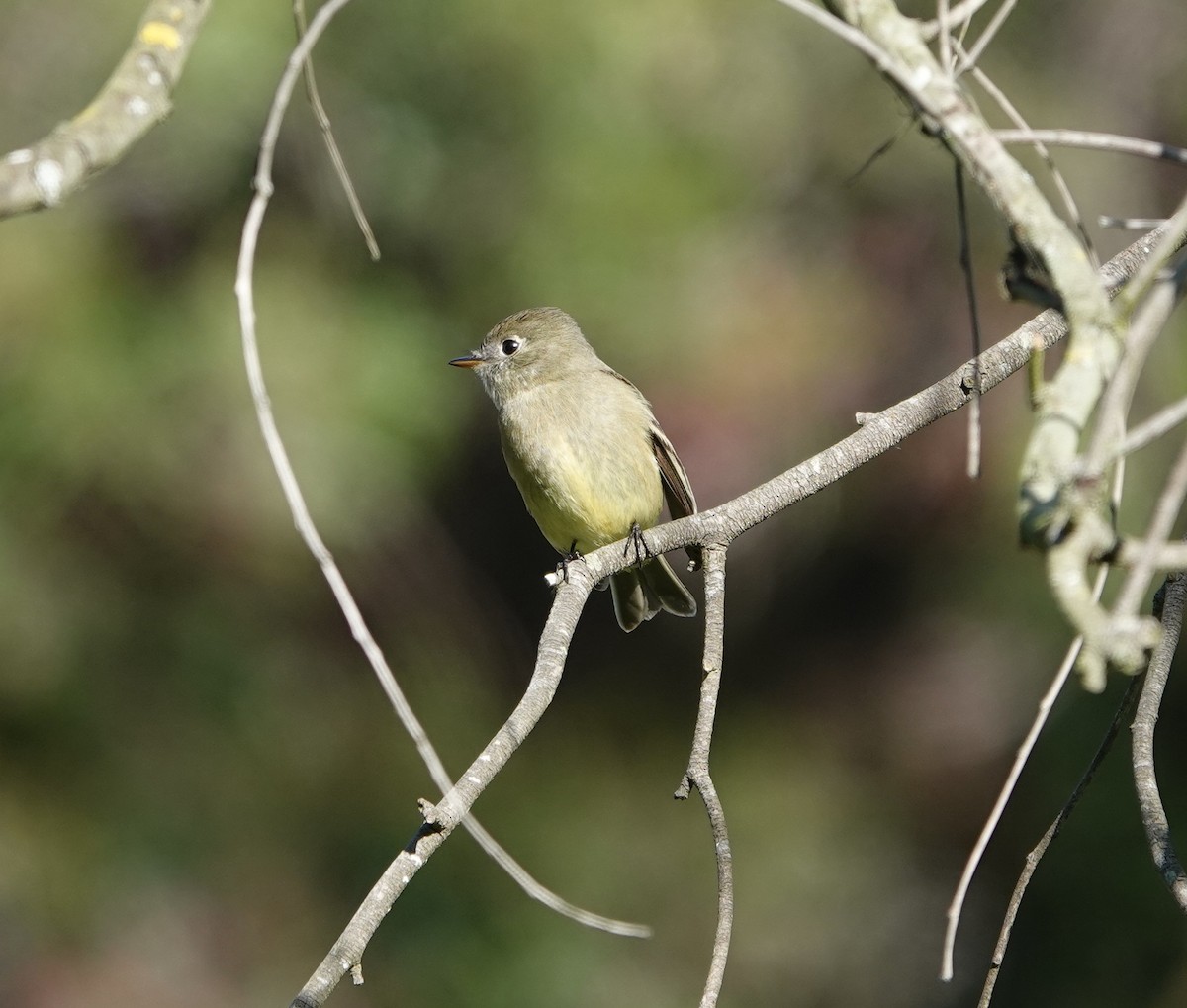 Еловый мухолов - ML646215988