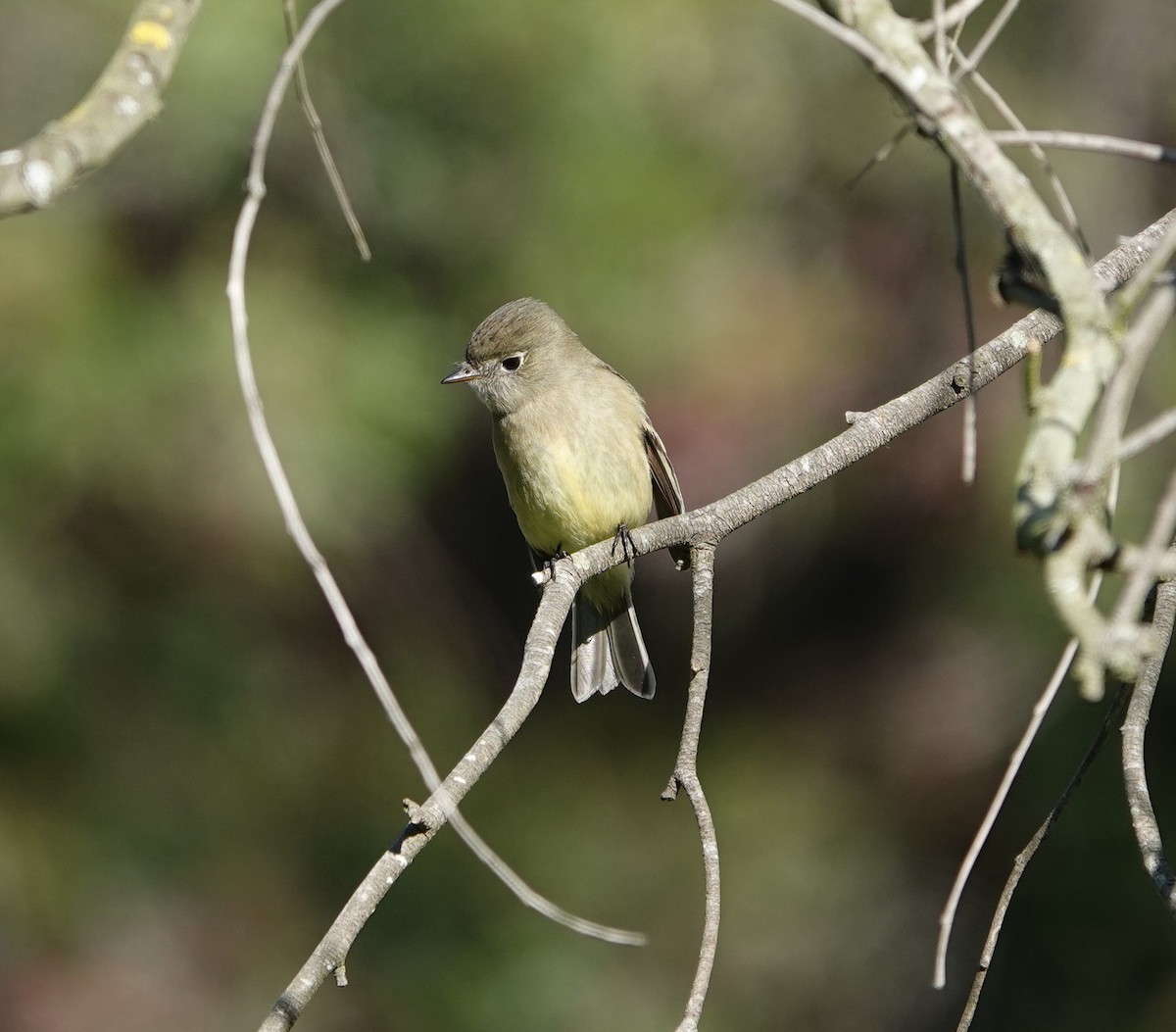 Еловый мухолов - ML646215989