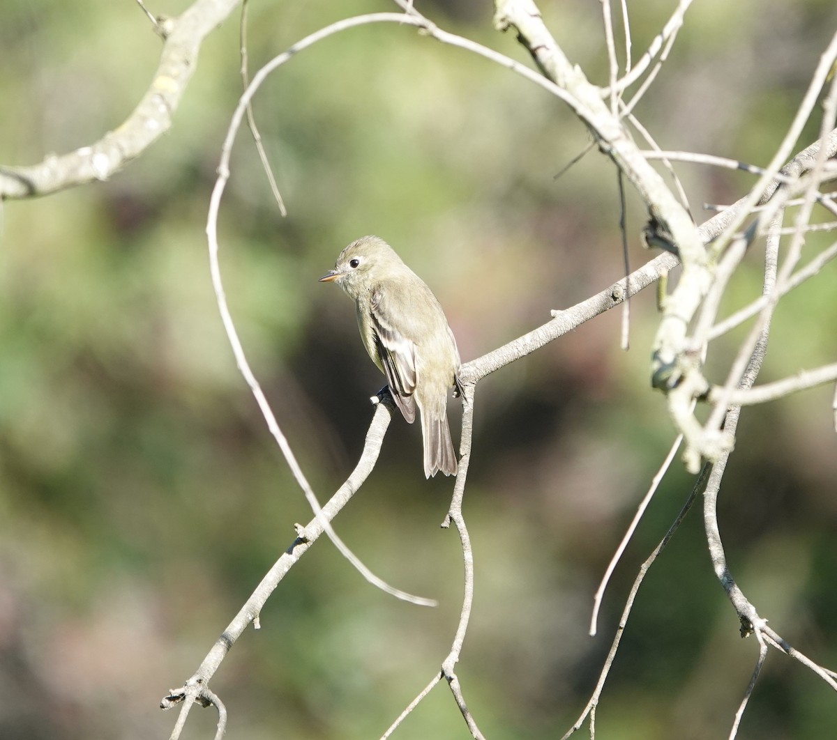 Еловый мухолов - ML646215990