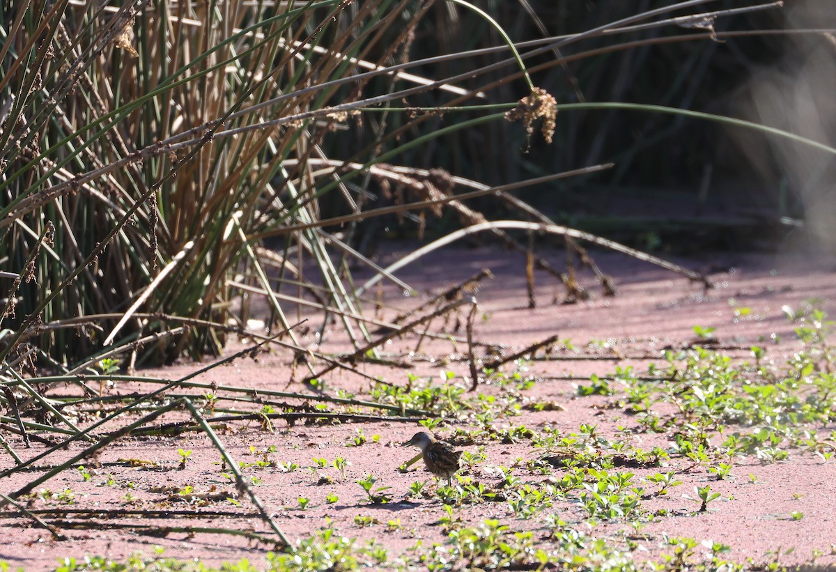 Baillon's Crake - ML646215992