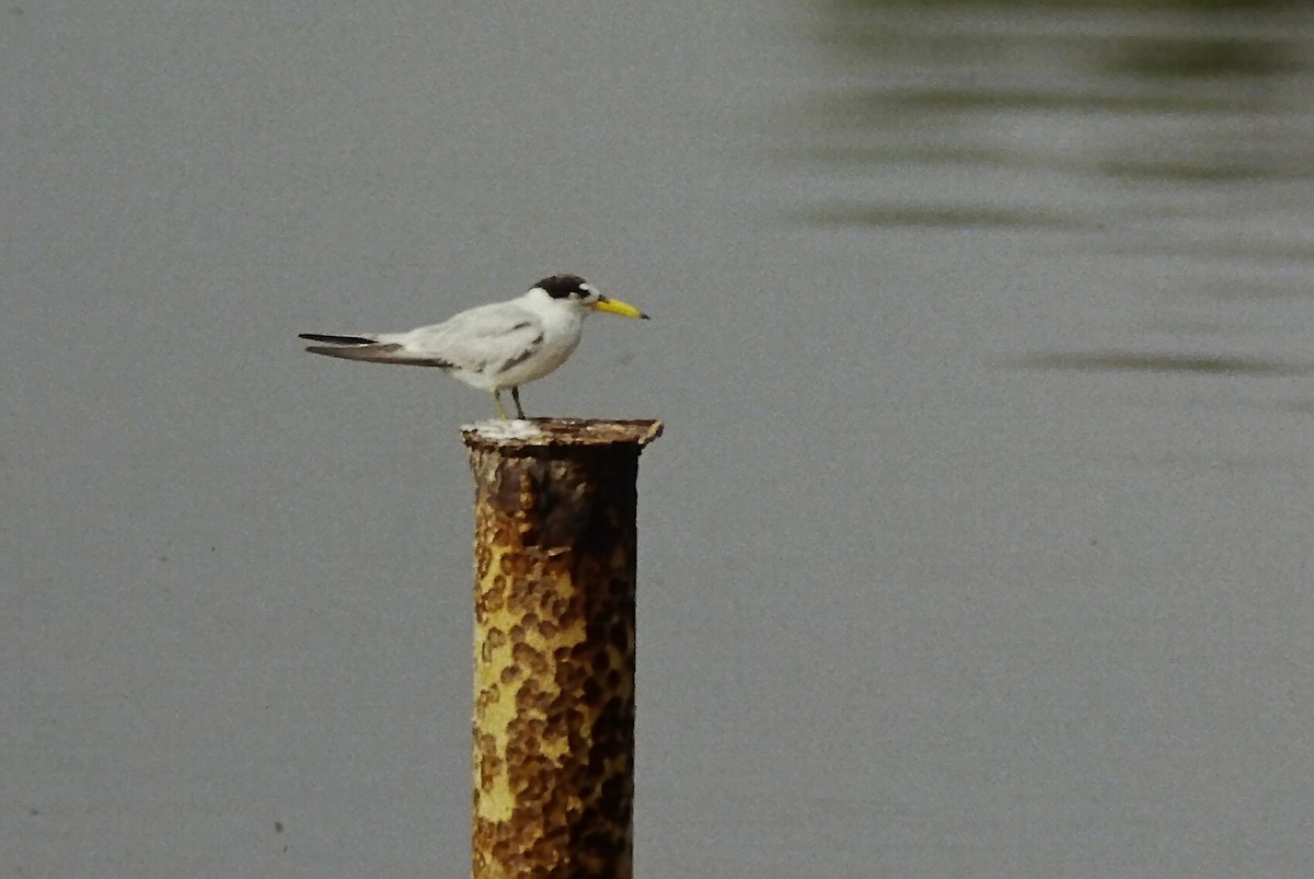 Yellow-billed Tern - ML646215993