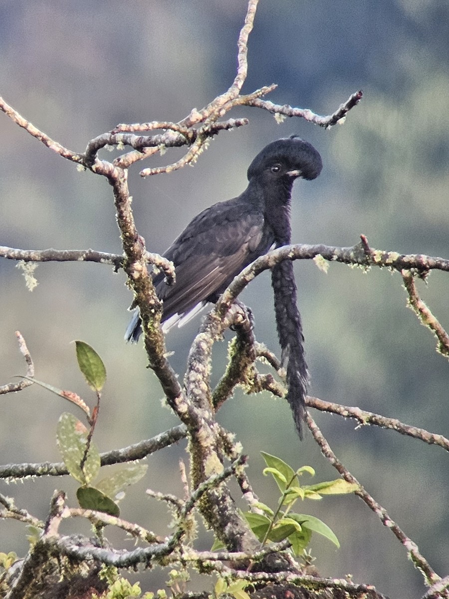 Long-wattled Umbrellabird - ML646215994