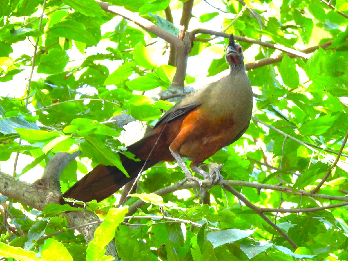 Rufous-bellied Chachalaca - ML646215997