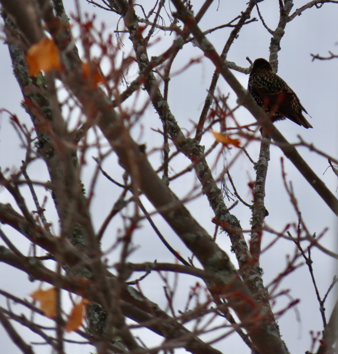 European Starling - ML646216000