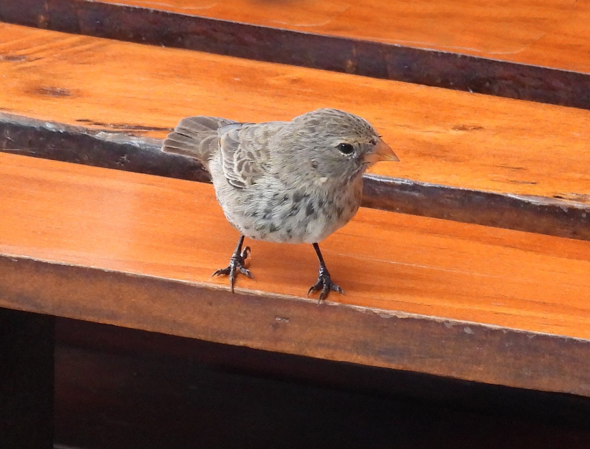 Small Ground-Finch - ML646216004