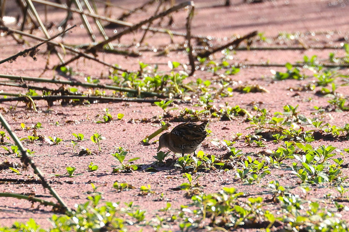 Baillon's Crake - ML646216005