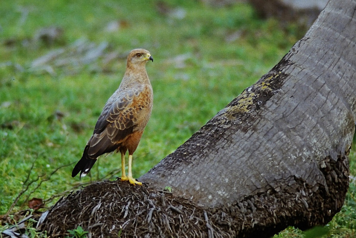Savanna Hawk - ML646216016