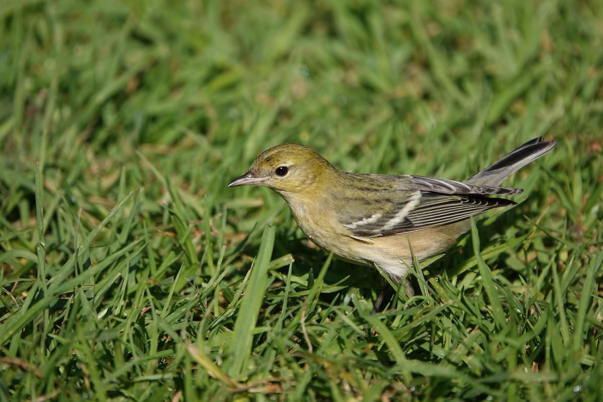 Kestane Gerdanlı Ötleğen - ML646216032