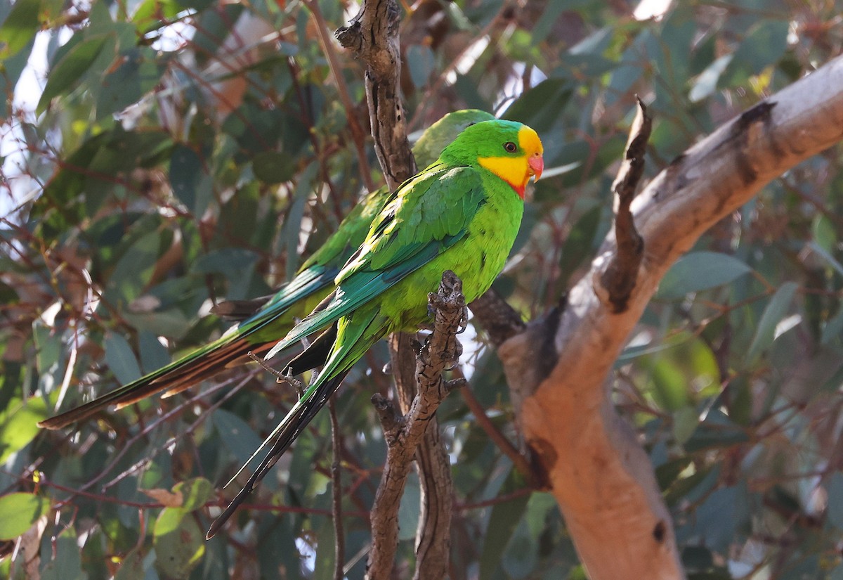 Superb Parrot - ML646216039